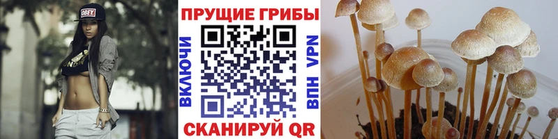 мега вход  Урус-Мартан  Псилоцибиновые грибы Psilocybine cubensis  где можно купить  