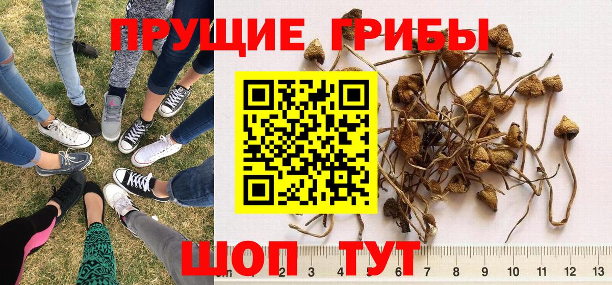 Галлюциногенные грибы MAGIC MUSHROOMS Урус-Мартан